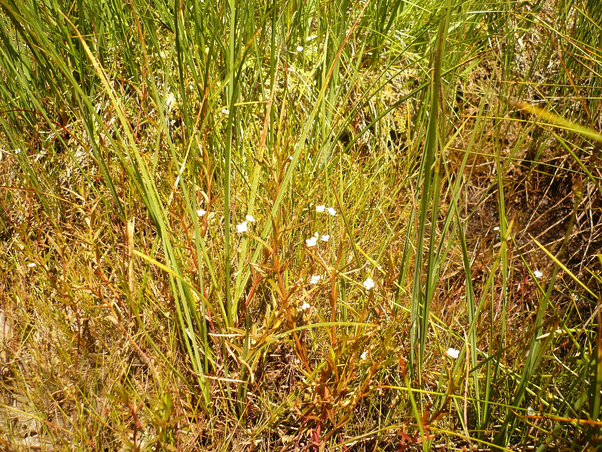 Veronica scutellata (Plantaginaceae)